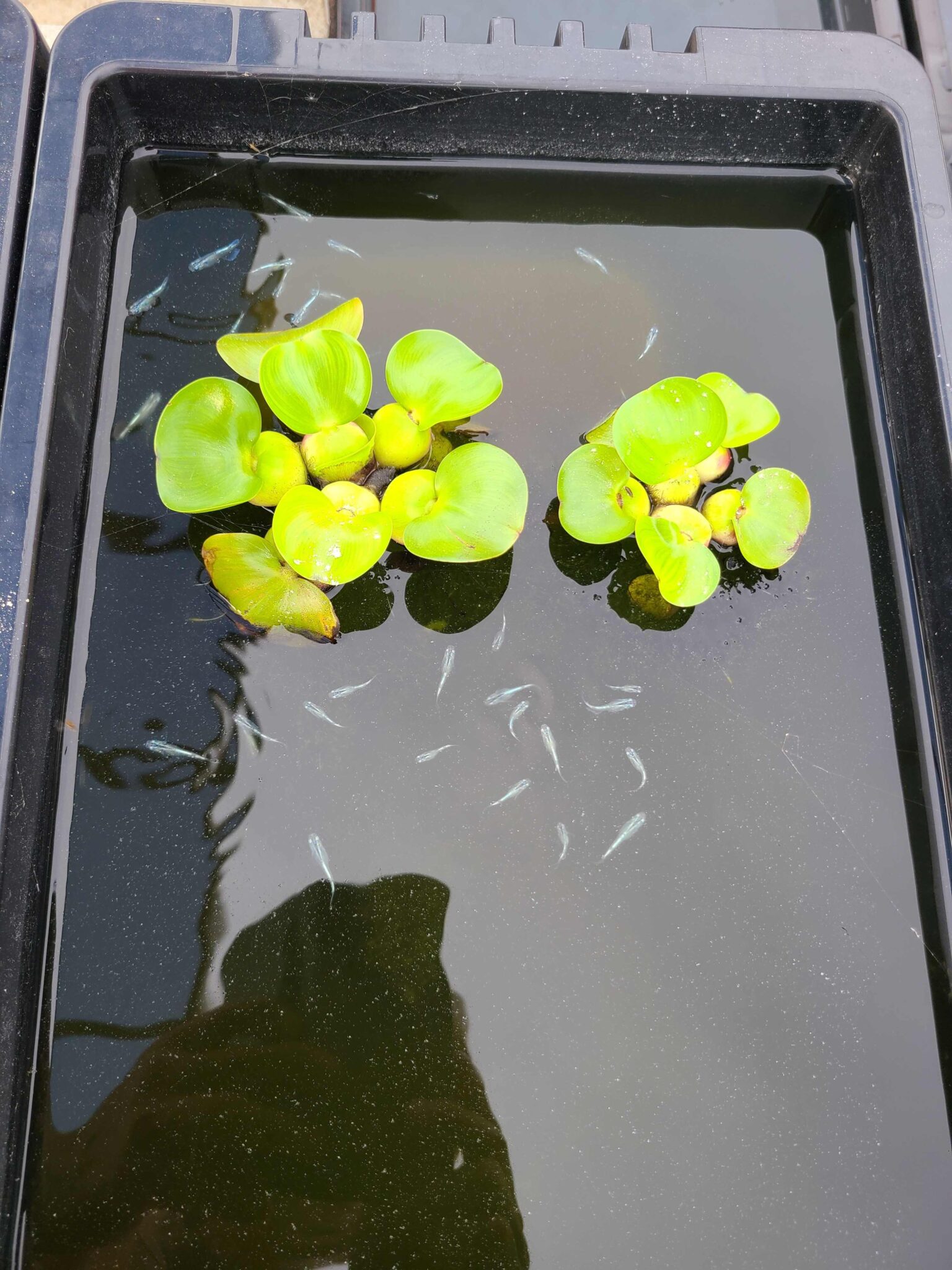 🌱メダカの販売始めました🐟