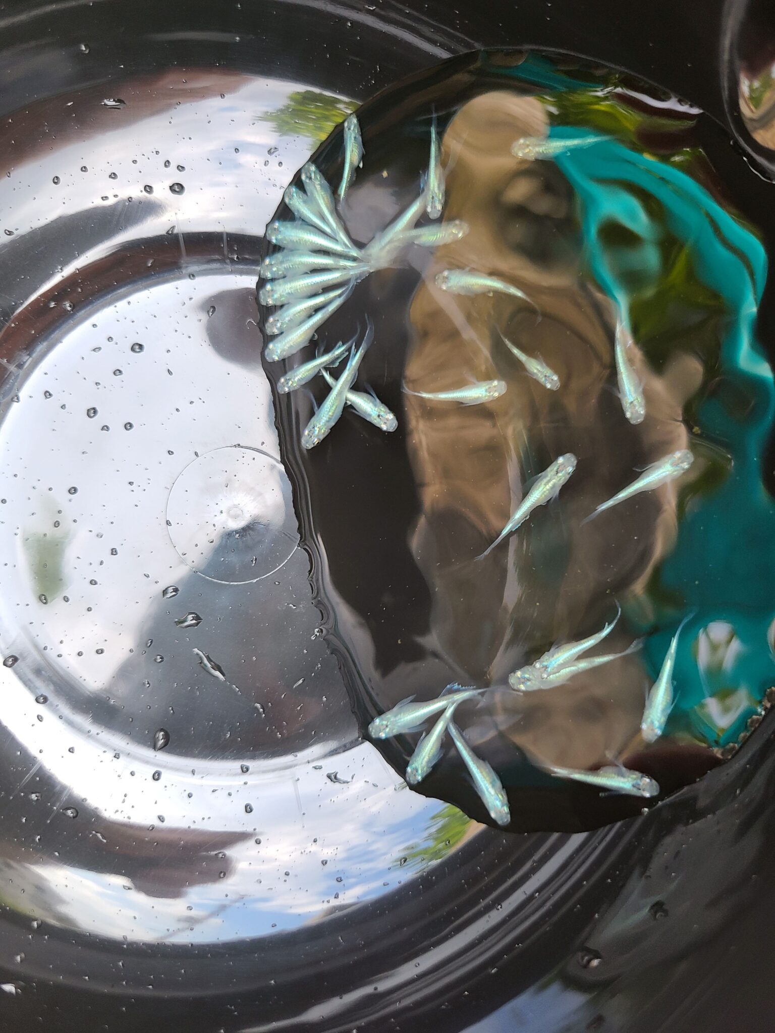 🌱メダカの販売始めました🐟 就労継続支援B型事業所 シャインワーク 障害や病気により一般就労が困難な方をサポートします